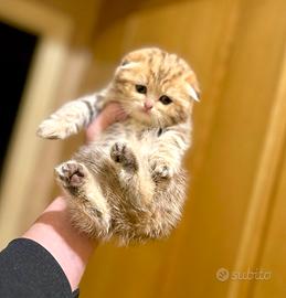 Cuccioli di Highland Fold e Straight