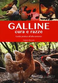 galline e cure