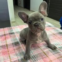 Cuccioli di bulldog francese lilac e blu