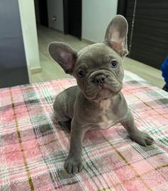 Cuccioli di bulldog francese lilac e blu