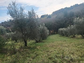 Vendita terreno