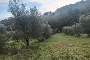 Vendita terreno