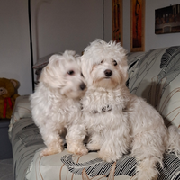 Cuccioli di maltese