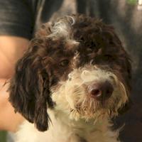 Lagotto romagnolo