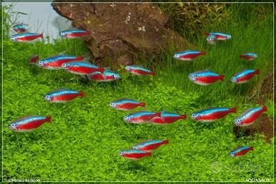 Cardinale (Paracheirodon axelrodi)