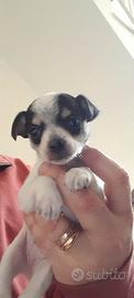 Chihuahua