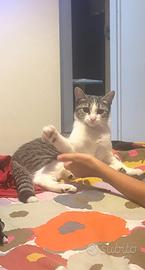 Micetta di 6 mesi