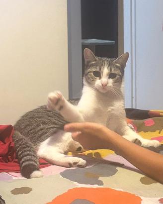Micetta di 6 mesi