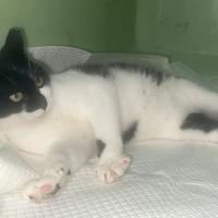 Sakura tenera gattina