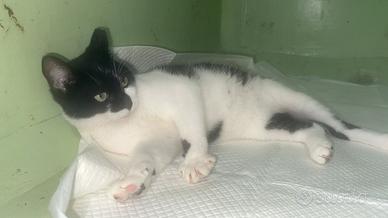 Sakura tenera gattina