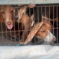 Cani da caccia