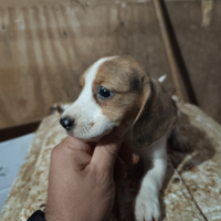Cuccioli di Beagle
