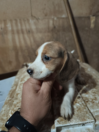 Cuccioli di Beagle
