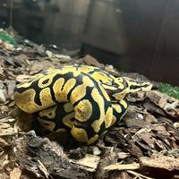 Pitoni reali e draghi barbuti