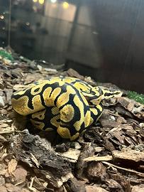 Pitoni reali e draghi barbuti