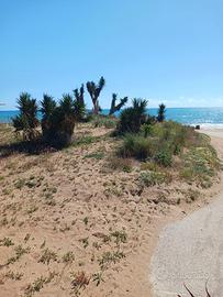 Triscina di Selinunte vicino al mare