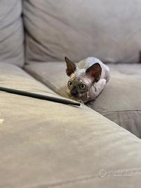 Sphynx Femmina con pedigree