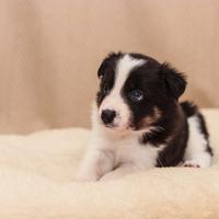 Border Collie Cuccioli