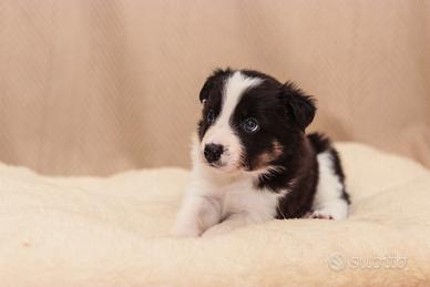Border Collie Cuccioli