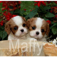 Cavalier king cuccioli taglia ideale