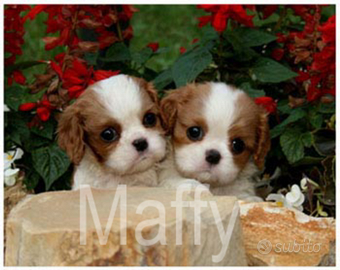 Cavalier king cuccioli taglia ideale