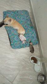 chihuahua