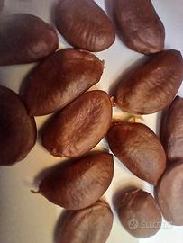 Semi di Pawpaw Asimina Triloba - Lotto da 10 Semi 