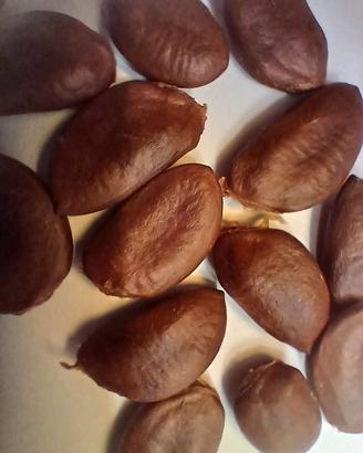 Semi di Pawpaw Asimina Triloba - Lotto da 10 Semi 