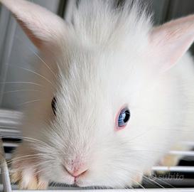 Cuccioli di coniglio nano Testa di Leone bianco