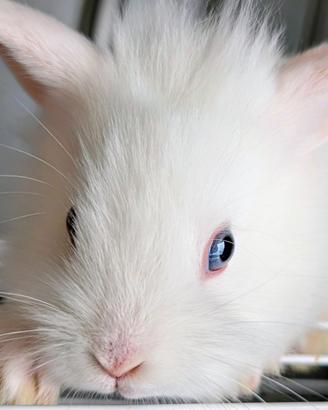 Cuccioli di coniglio nano Testa di Leone bianco