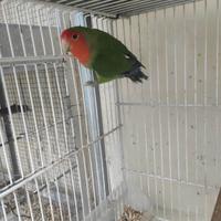 Inseparabili roseincollis NT