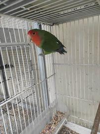 Inseparabili roseincollis NT