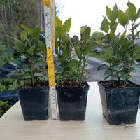 allori (laurus nobilis)