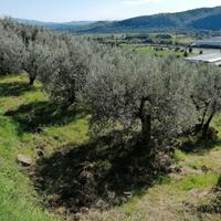 Terreno e Olivi