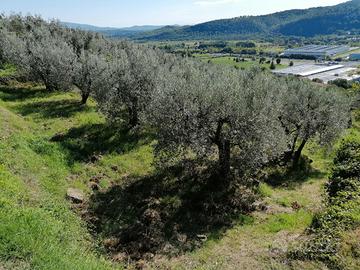 Terreno e Olivi