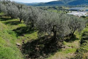 Terreno e Olivi