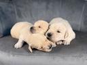 golden-retriver
