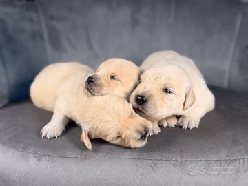 Golden retriver