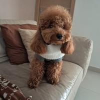 Barboncino red da monta