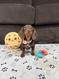 Bassotto 2 mesi cucciola KANINCHEN Pedigree ENCI
