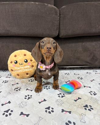 Bassotto 2 mesi cucciola KANINCHEN Pedigree ENCI