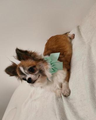 Femminuccia chihuahua