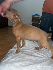 American Pitbull terrier ukc