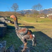 Galletto combattente malese