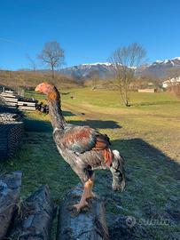 Galletto combattente malese