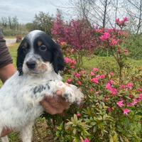 Cuccioli Setter Inglese linea da beccaccini