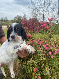 Cuccioli Setter Inglese linea da beccaccini