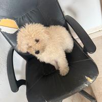 Barboncino bianco maschio