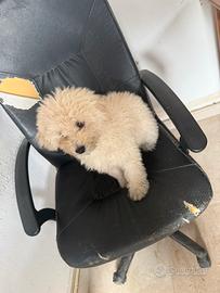 Barboncino bianco maschio