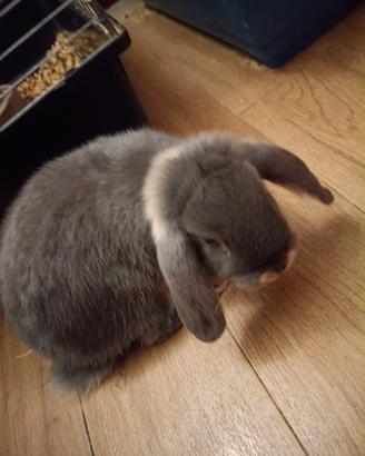 Coniglio nano maschietto colore grigio, 8 mesi